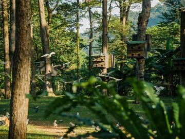 birds flying in a forest