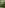 birds flying in a forest