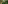 birds flying in a forest