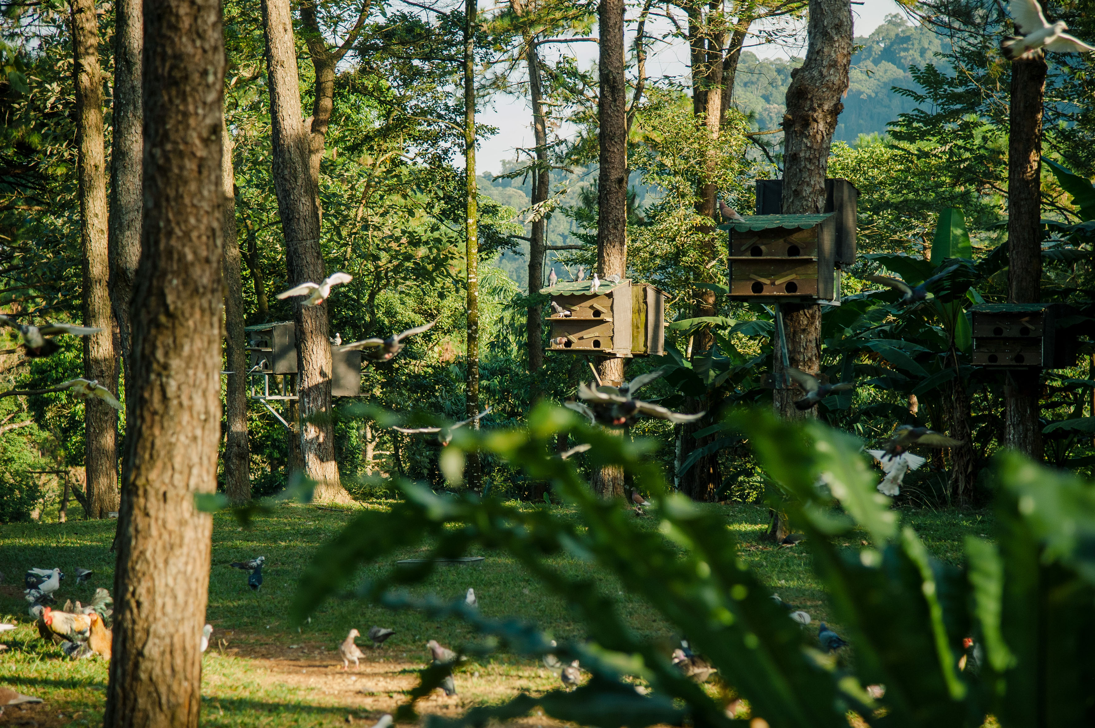 birds flying in a forest