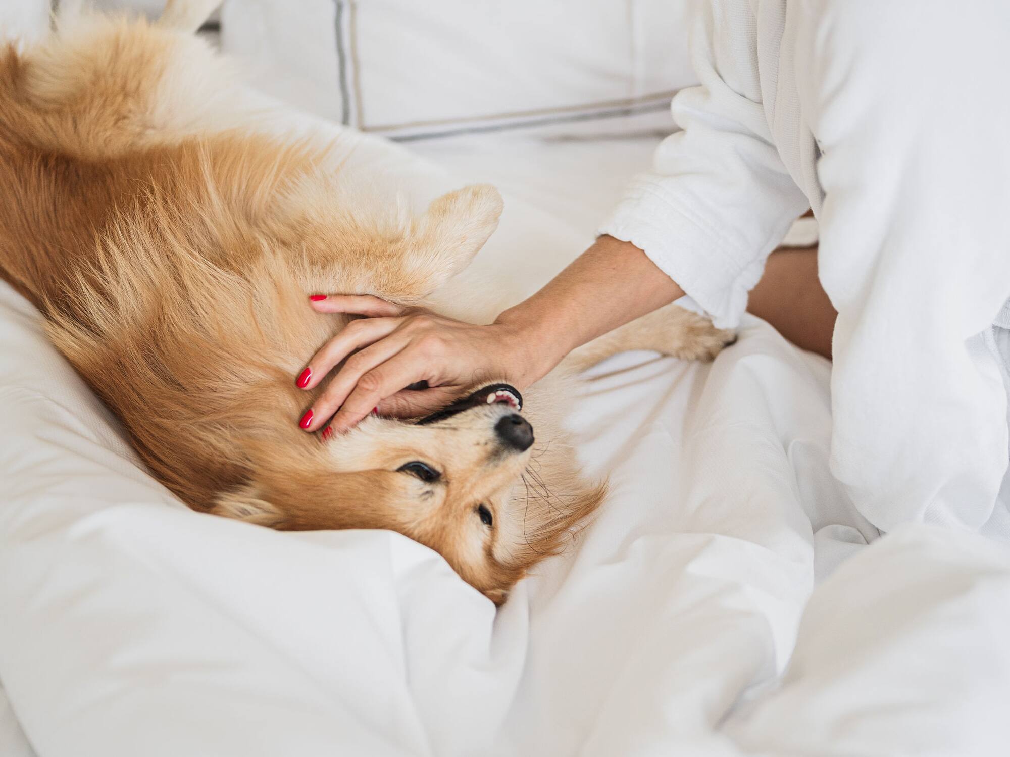 a woman petting a dog