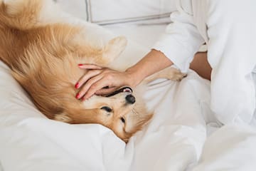 a woman petting a dog