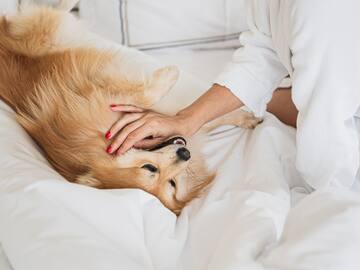 a woman petting a dog