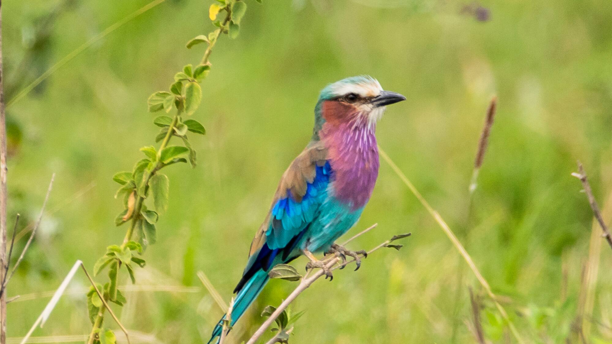 a bird sitting on a branch