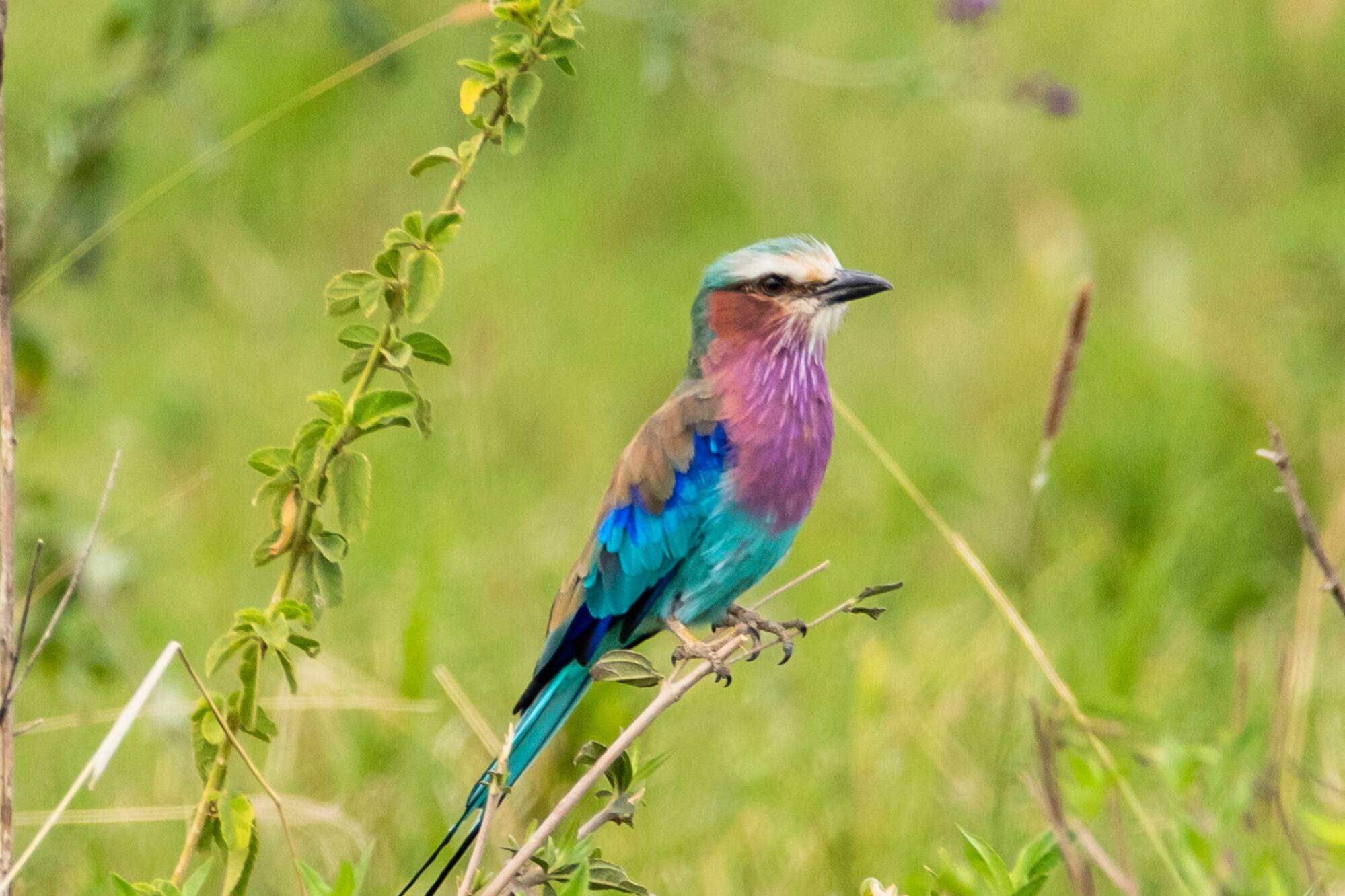 a bird sitting on a branch