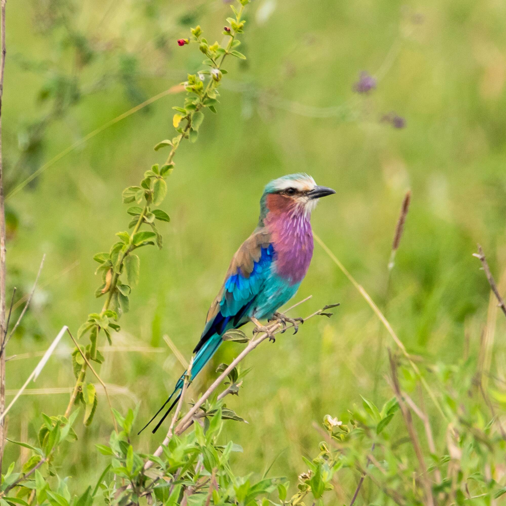 a bird sitting on a branch