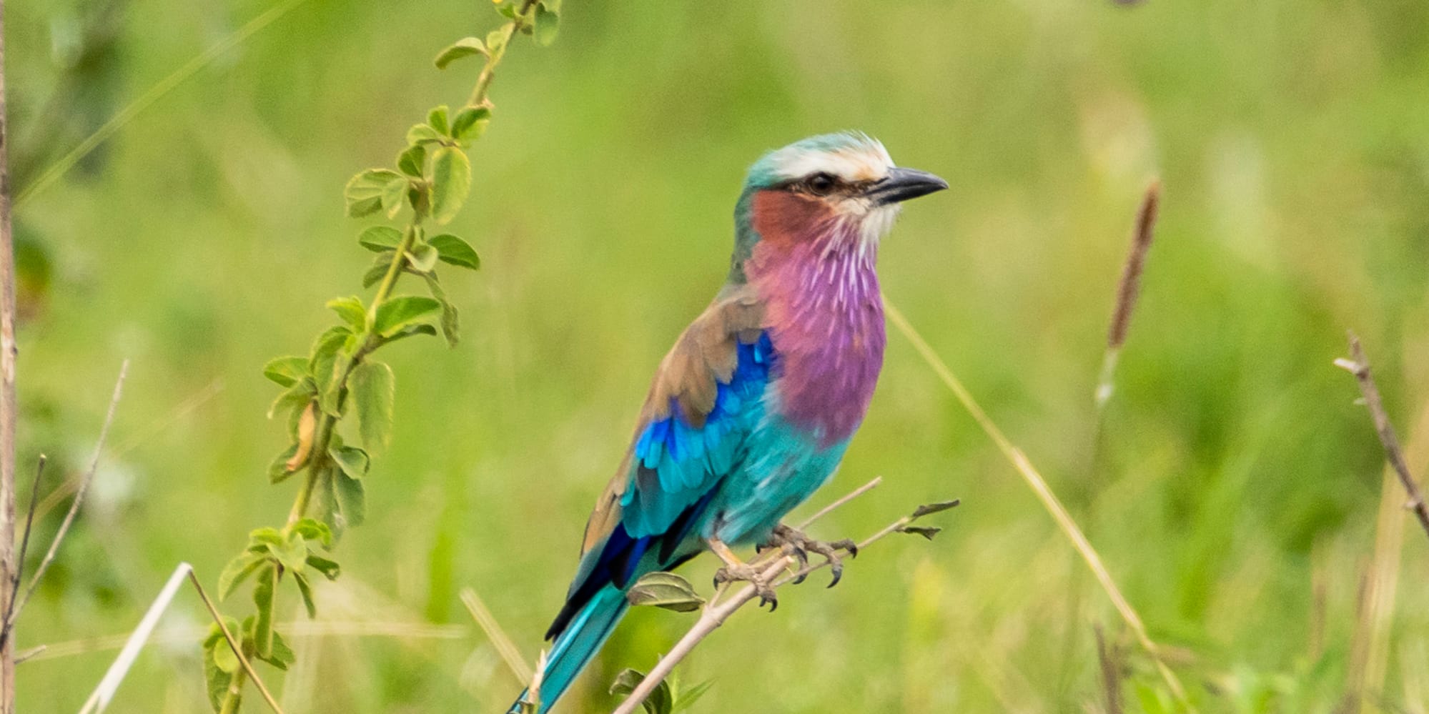 a bird sitting on a branch