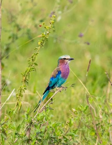 a bird sitting on a branch