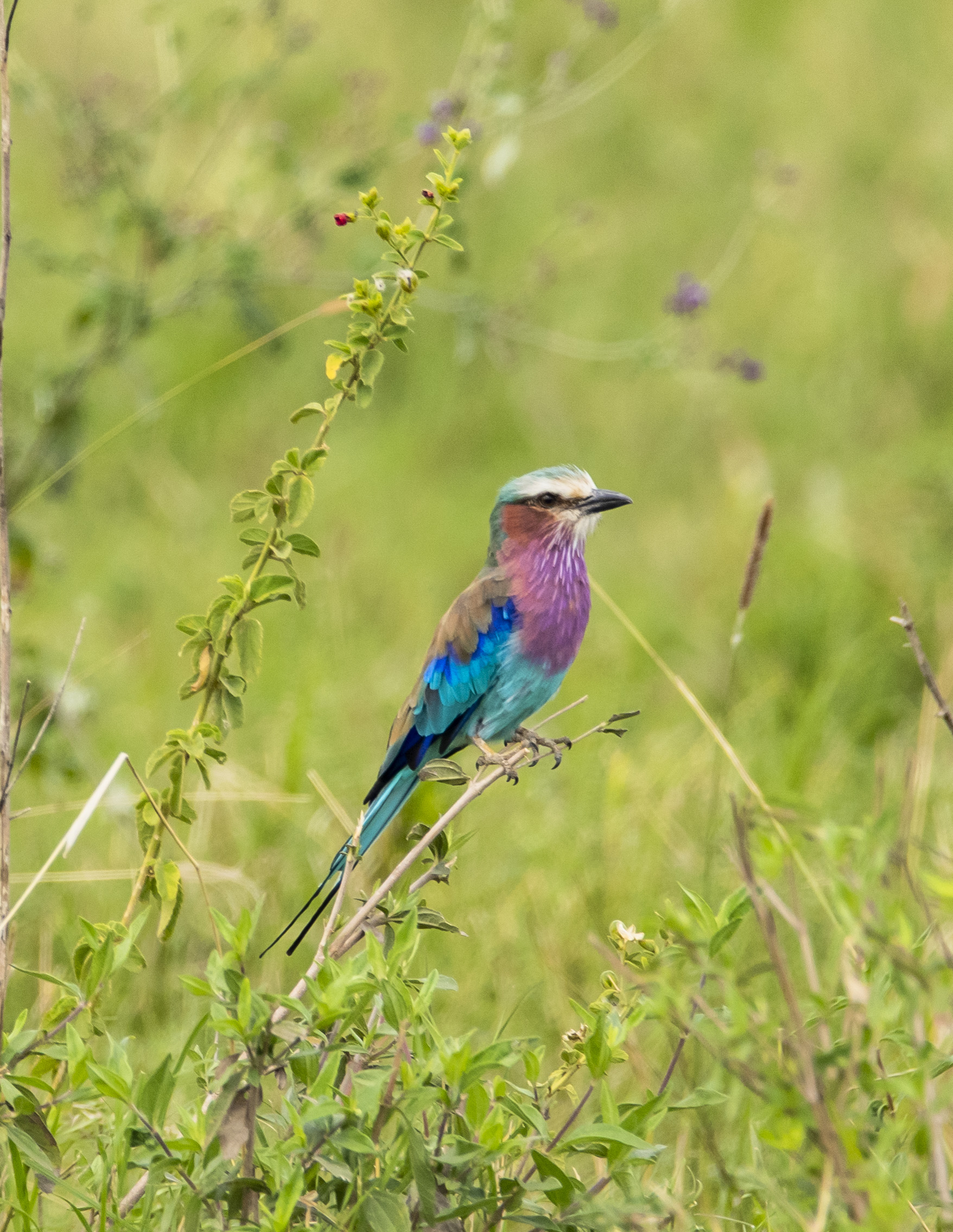 Colorful Lilac-breasted Roller bird perched on a branch in green foliage.