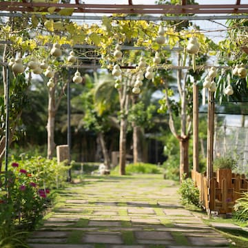 a walkway with plants and trees