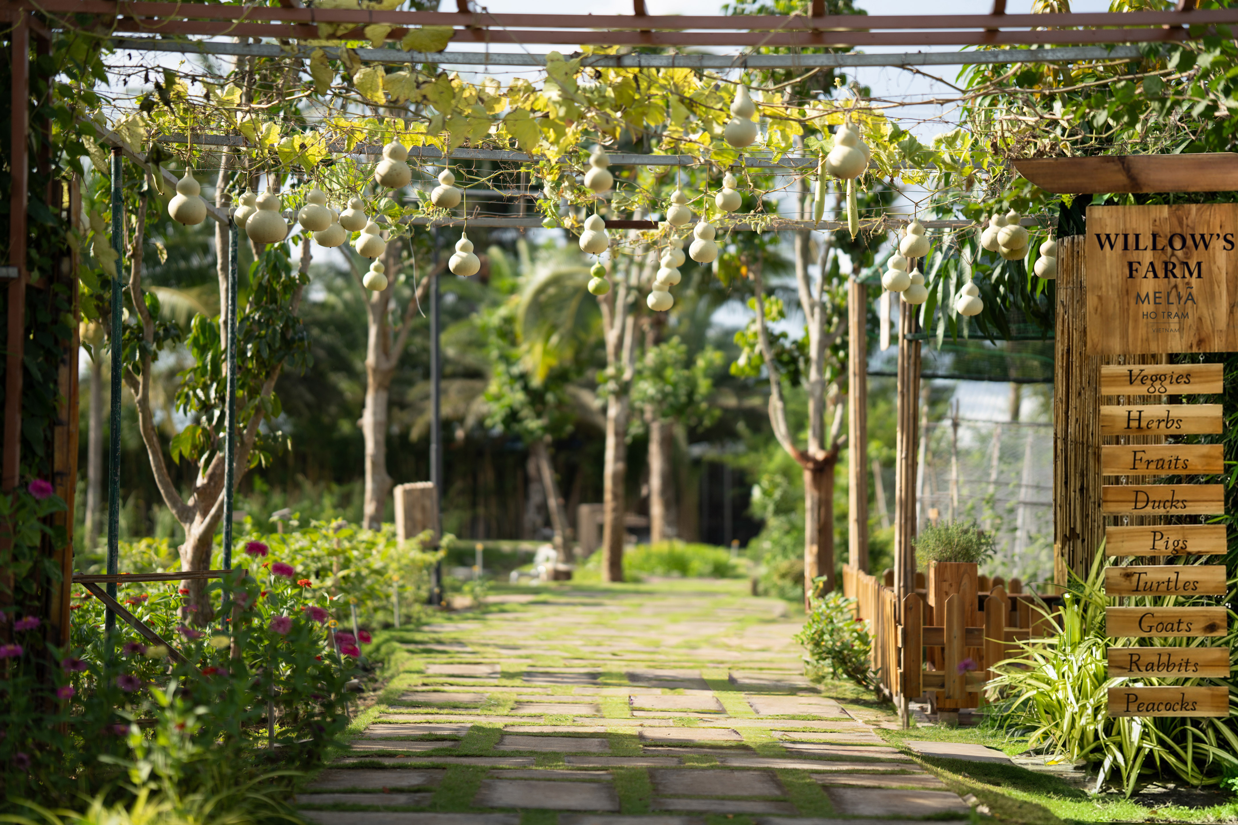 Garden path under gourd trellis at Willow's Farm, Melia Ho Tram, Vietnam.