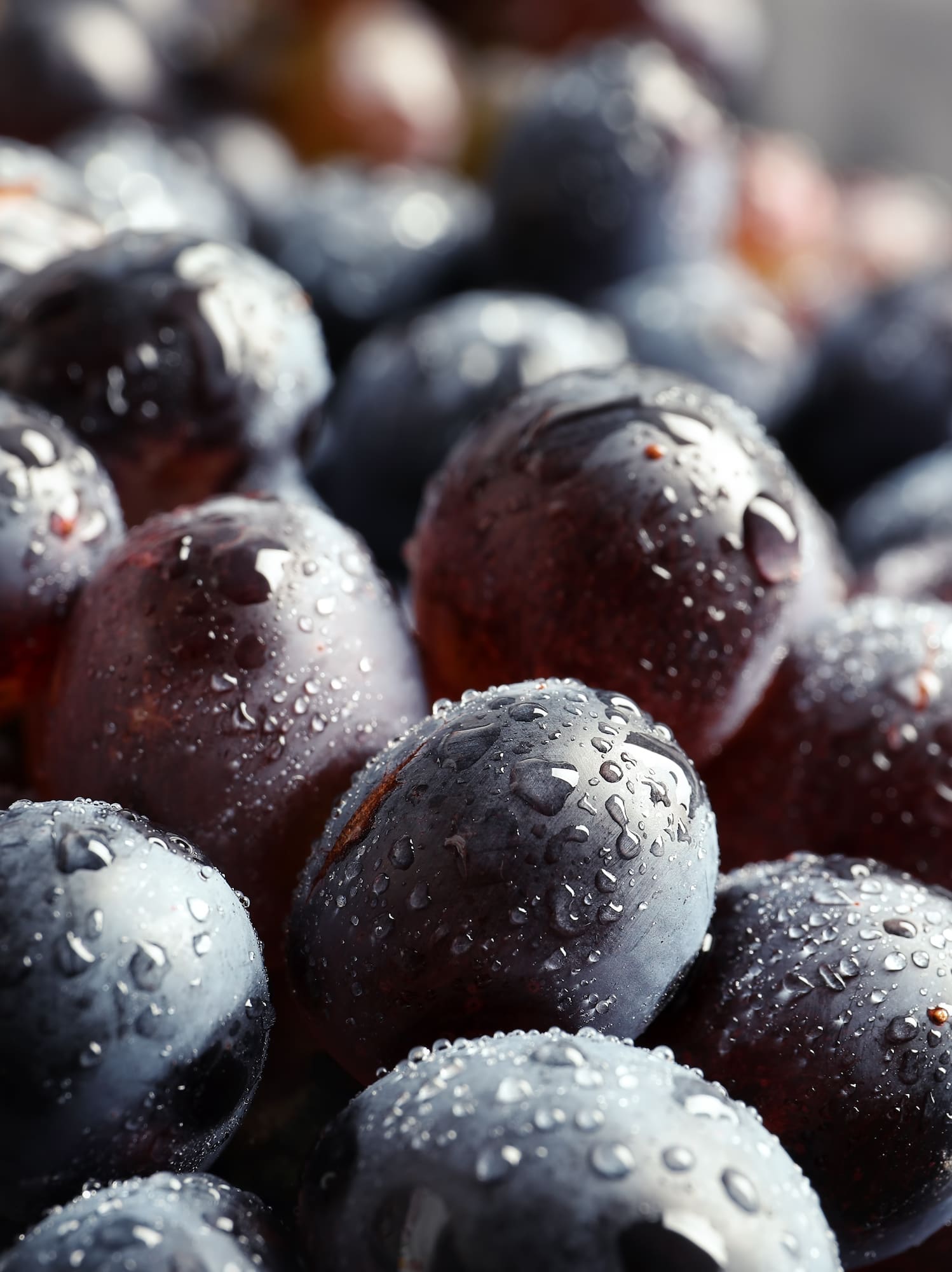 Fresh dark grapes with glistening water droplets. Healthy fruit.