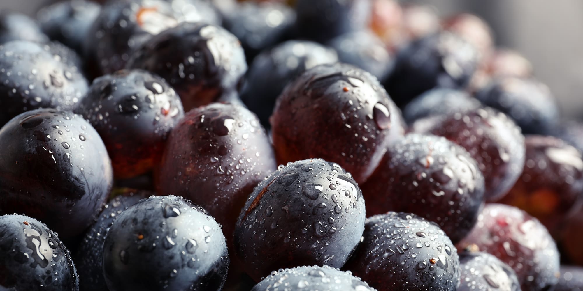 Fresh black grapes with glistening water droplets.