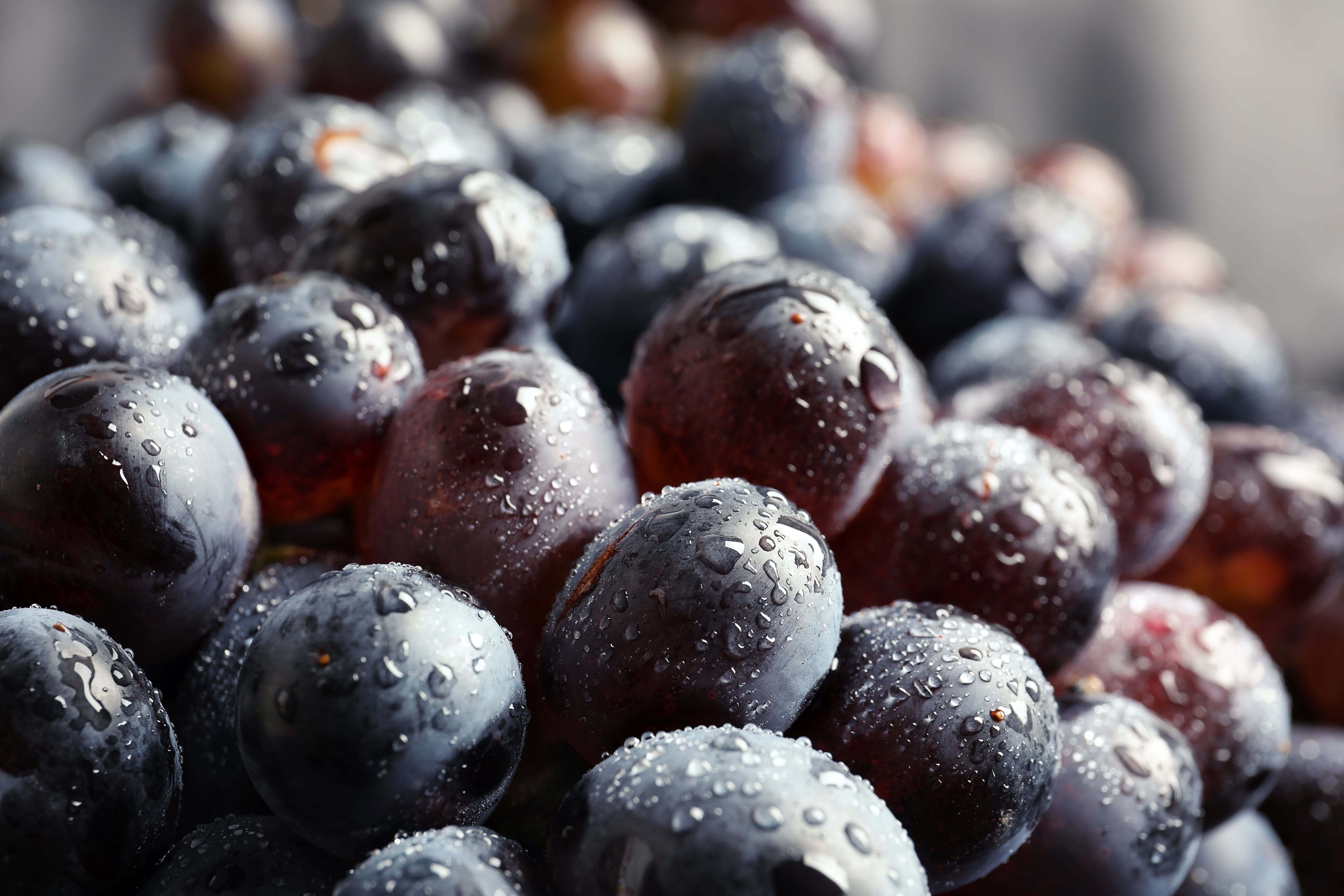 Fresh dark grapes with glistening water droplets. Healthy fruit.