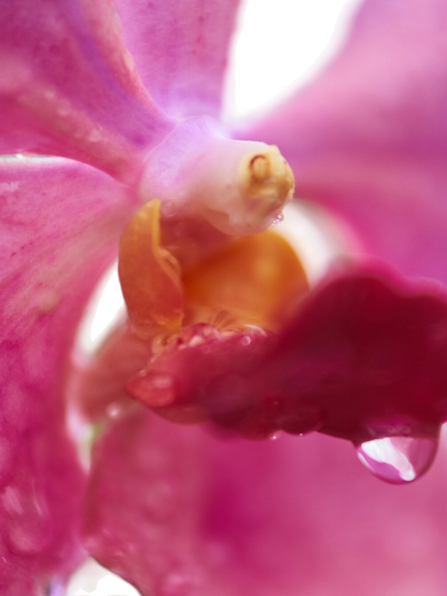Close-up of vibrant pink orchid bloom with glistening water droplets on petals.