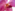 Close-up of vibrant pink orchid bloom with glistening water droplets on petals.