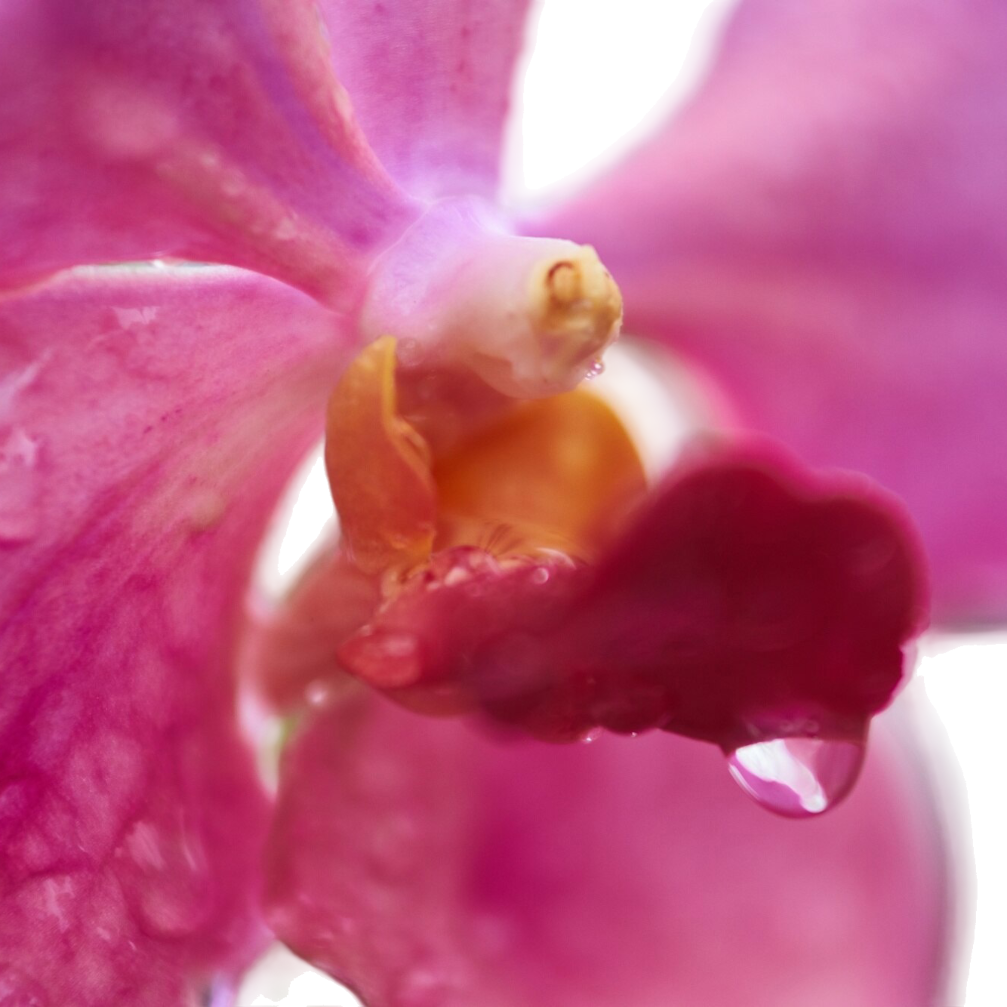 Close-up of vibrant pink orchid bloom with glistening water droplets on petals.