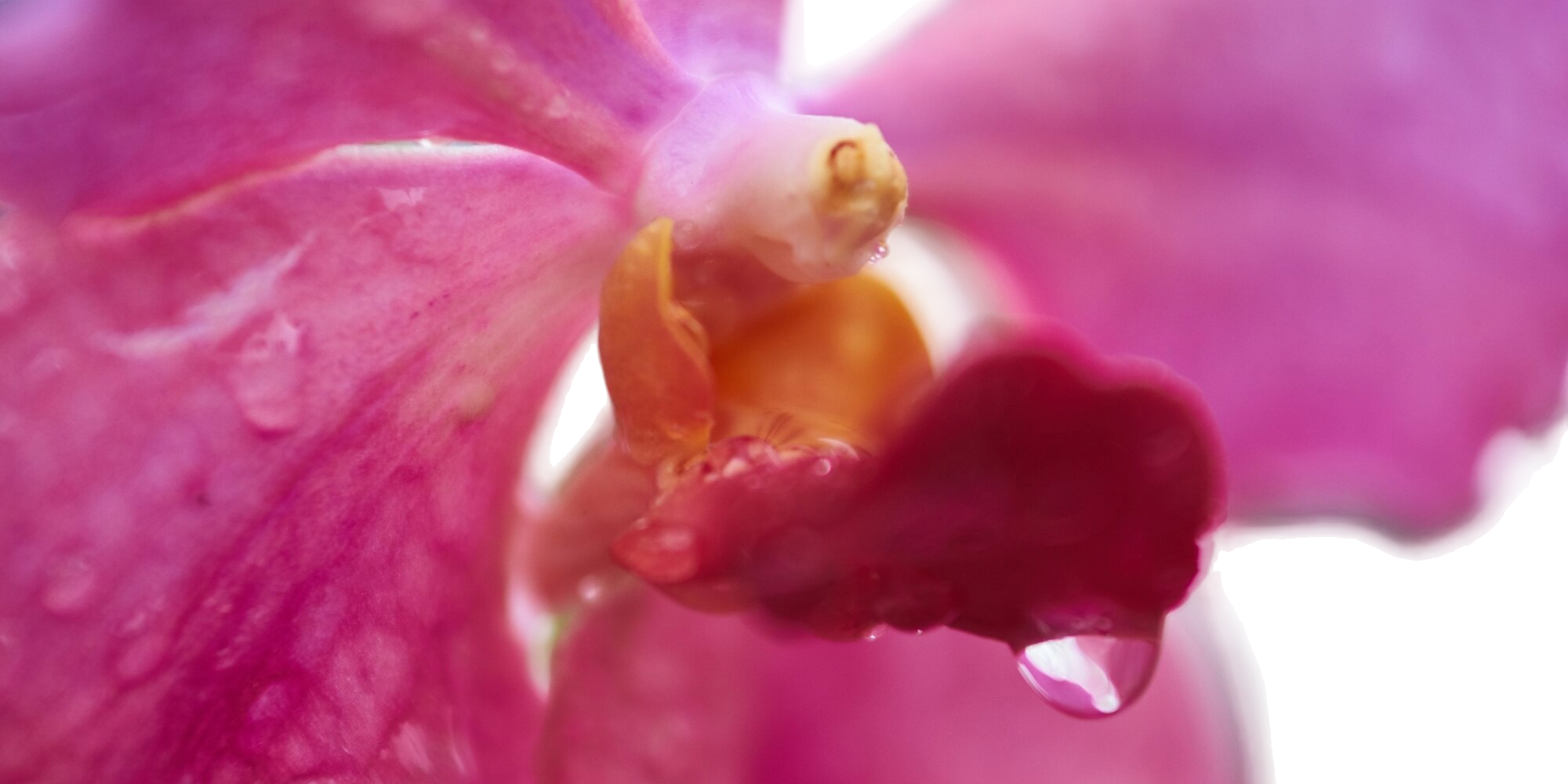 Close-up of vibrant pink orchid bloom with glistening water droplets on petals.
