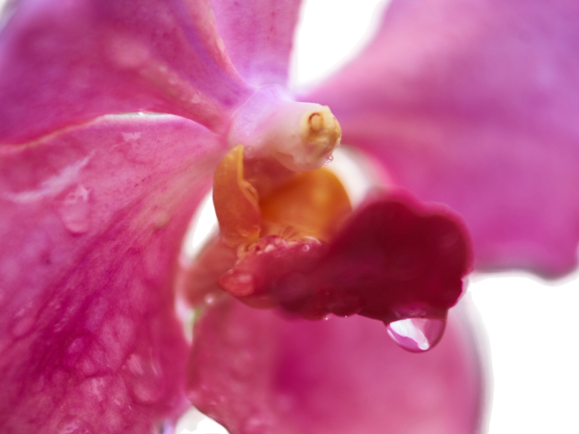 Close-up of vibrant pink orchid bloom with glistening water droplets on petals.