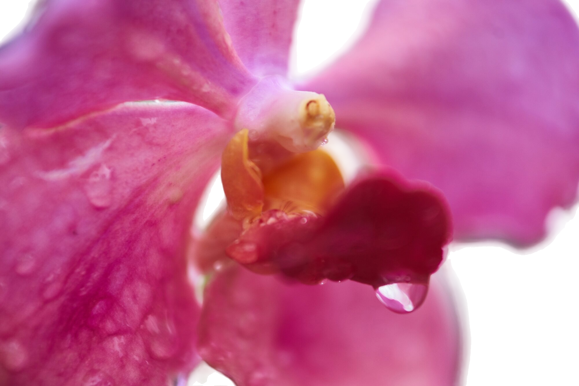 Close-up of vibrant pink orchid bloom with glistening water droplets on petals.