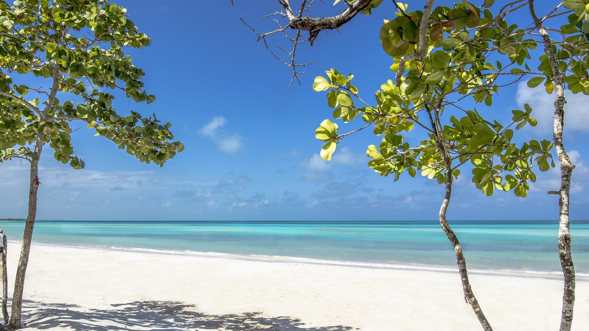 a beach with trees and blue water