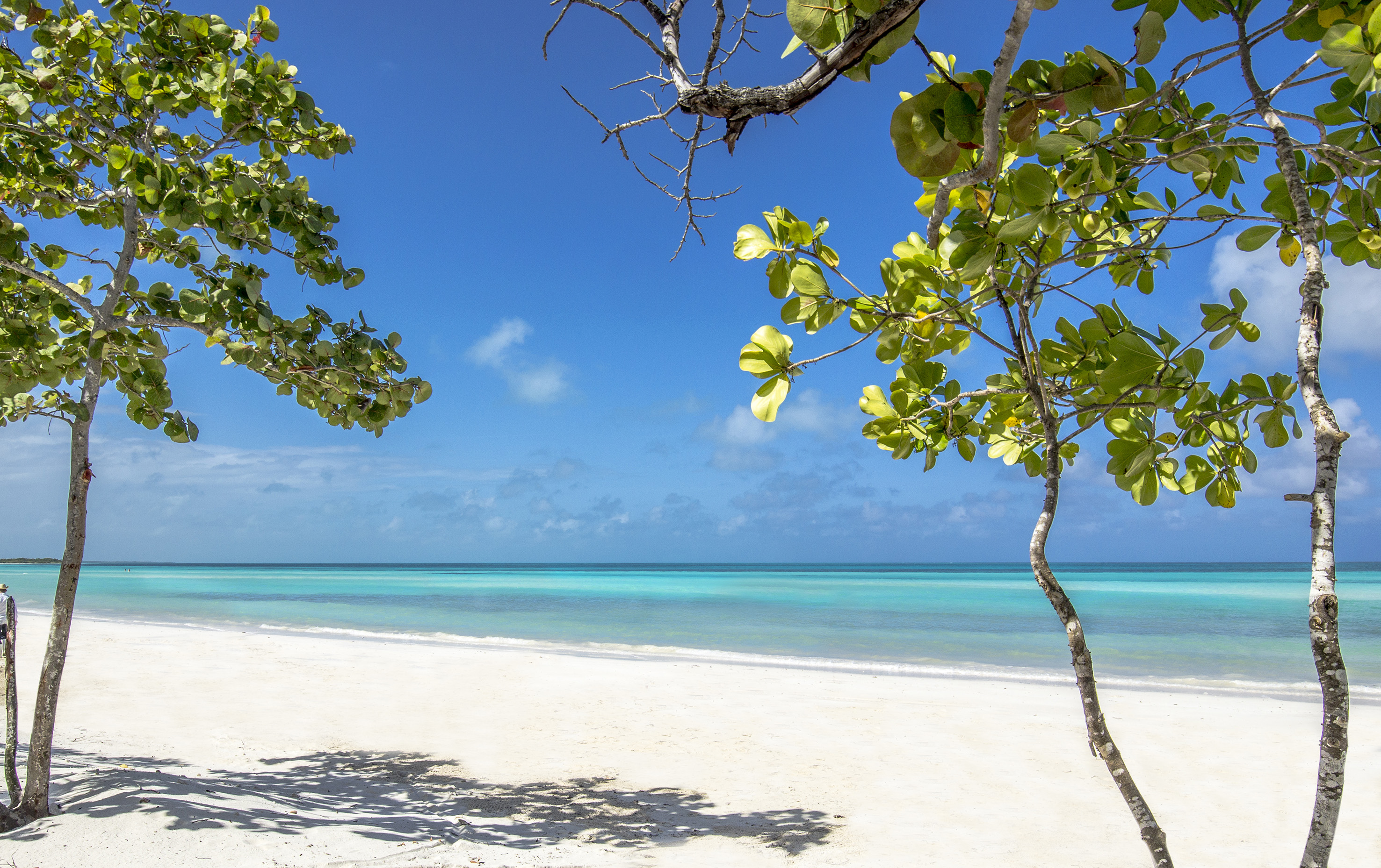 a beach with trees and blue water