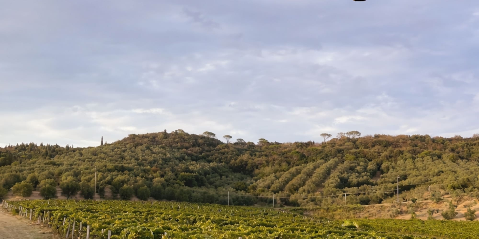 Hot air balloon flying over a Tuscan vineyard with hills under a cloudy sky.