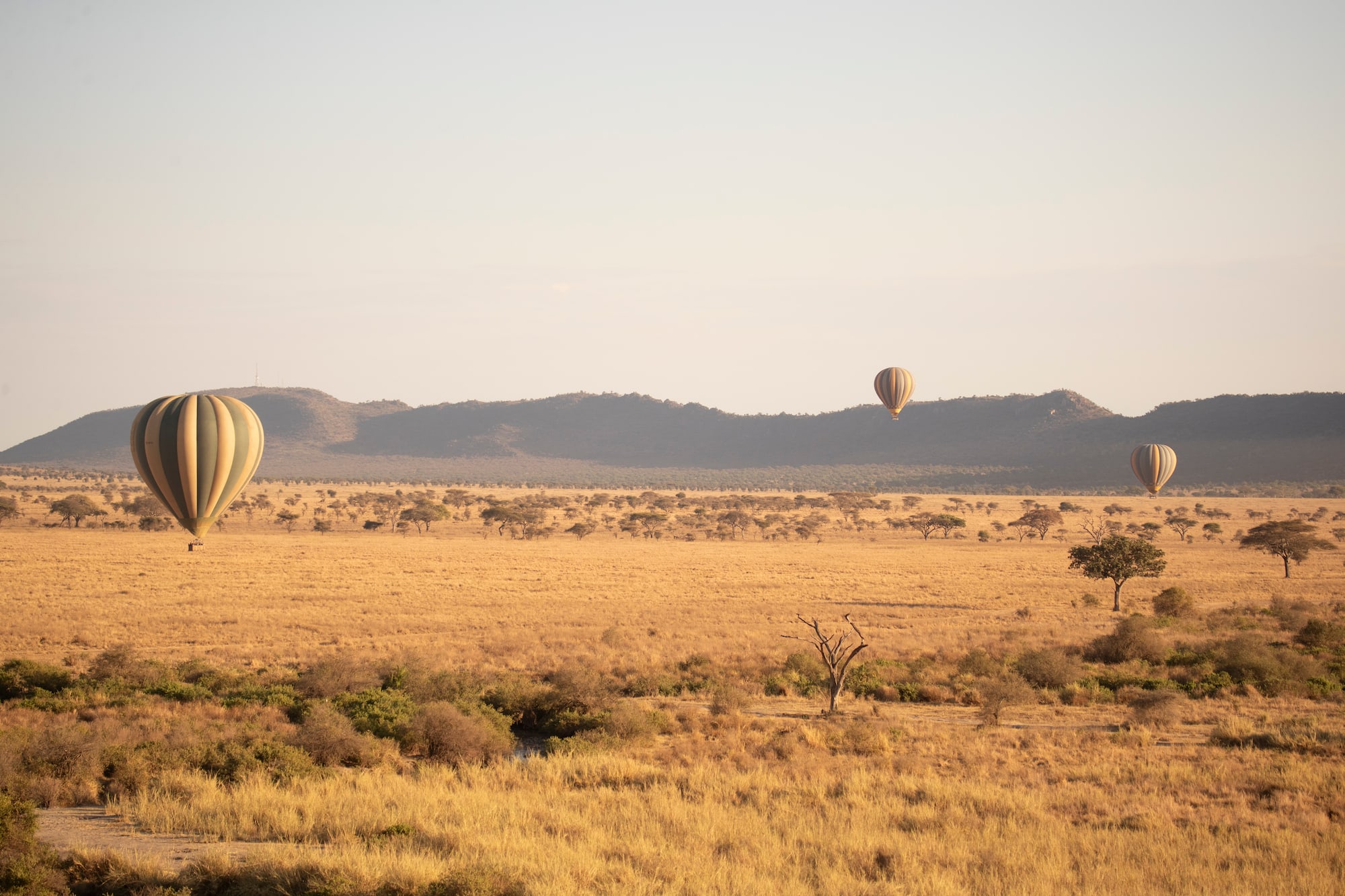 Hot air balloons above golden savanna, scattered trees, distant hills.