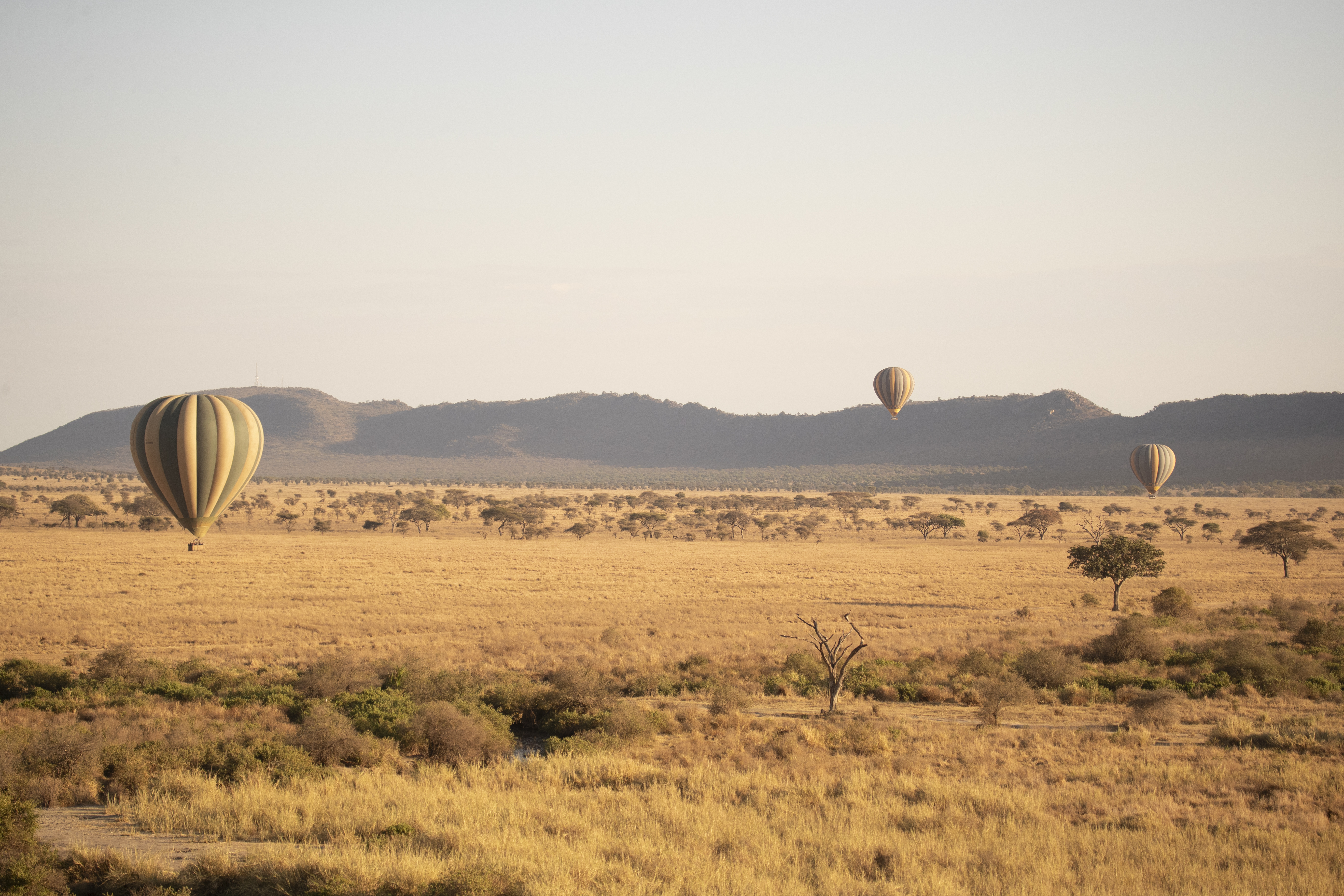 Hot air balloons above golden savanna, scattered trees, distant hills.