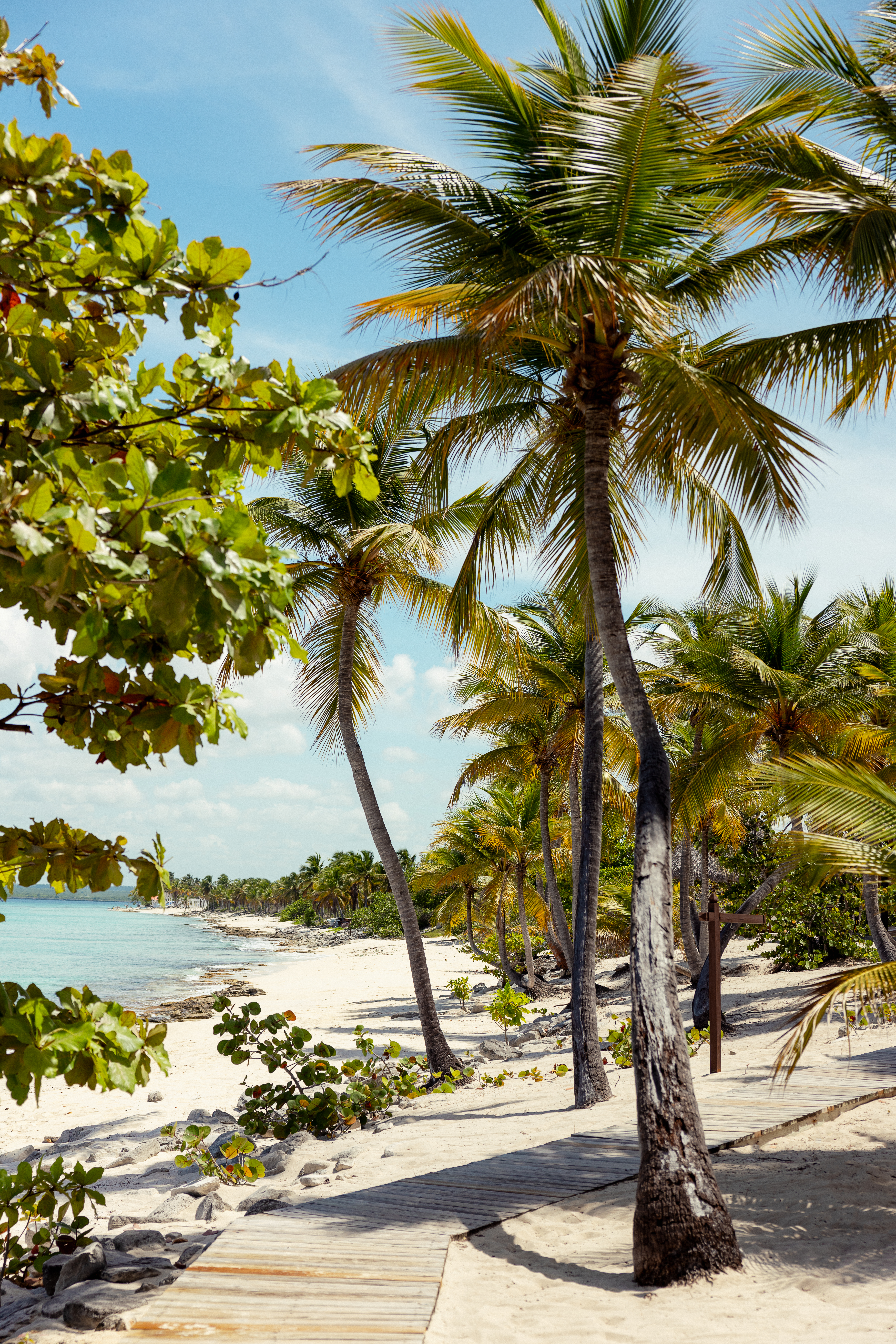 a beach with palm trees and a body of water