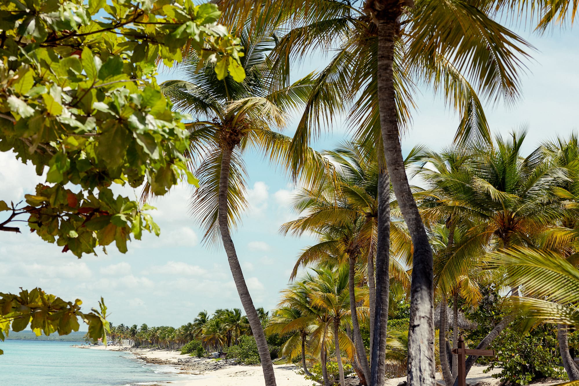 a beach with palm trees and a body of water