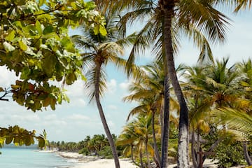Tropical white sand beach with tall palm trees and turquoise ocean.