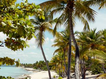 a beach with palm trees and a body of water