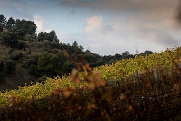 a field of flowers and trees