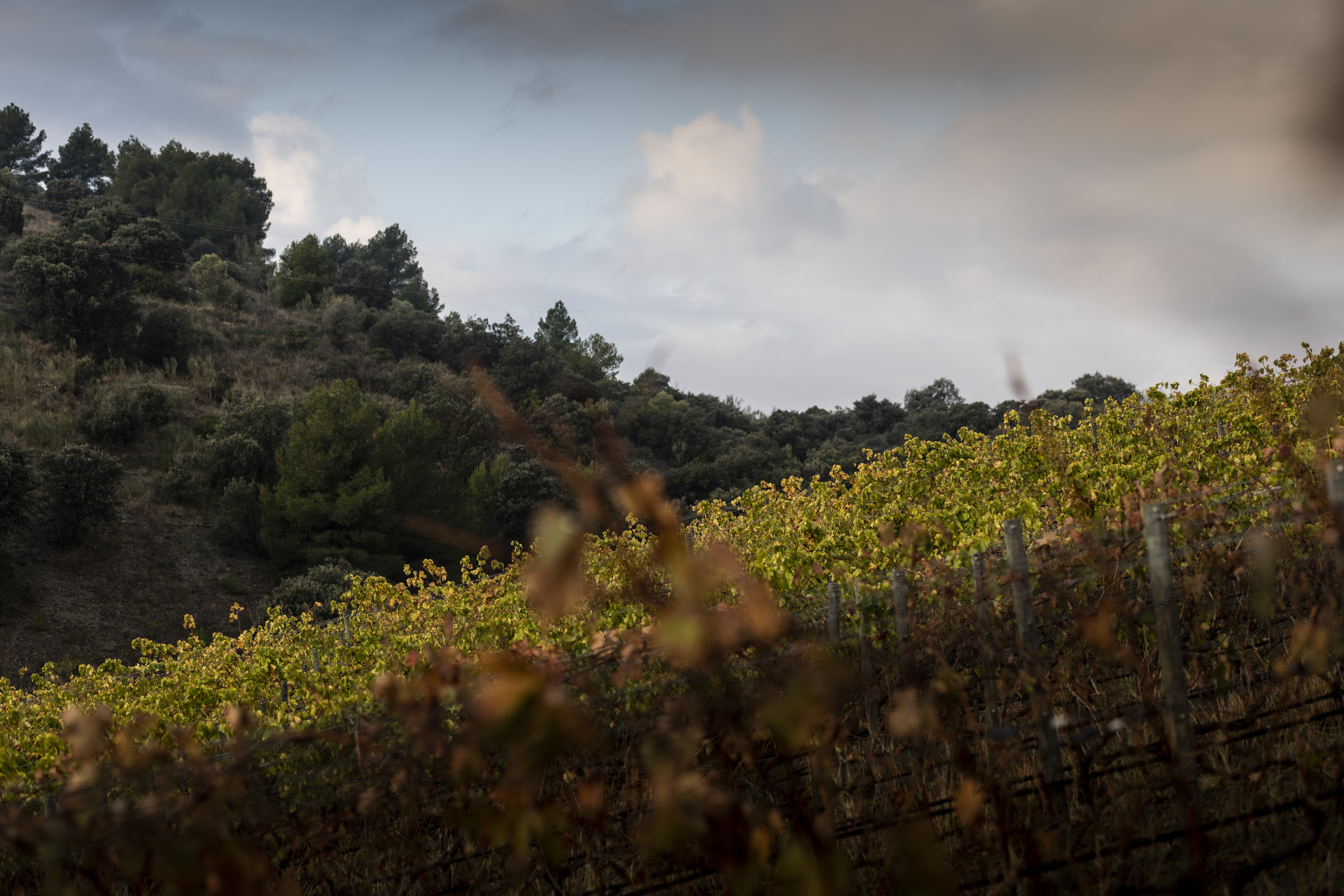 a field of flowers and trees