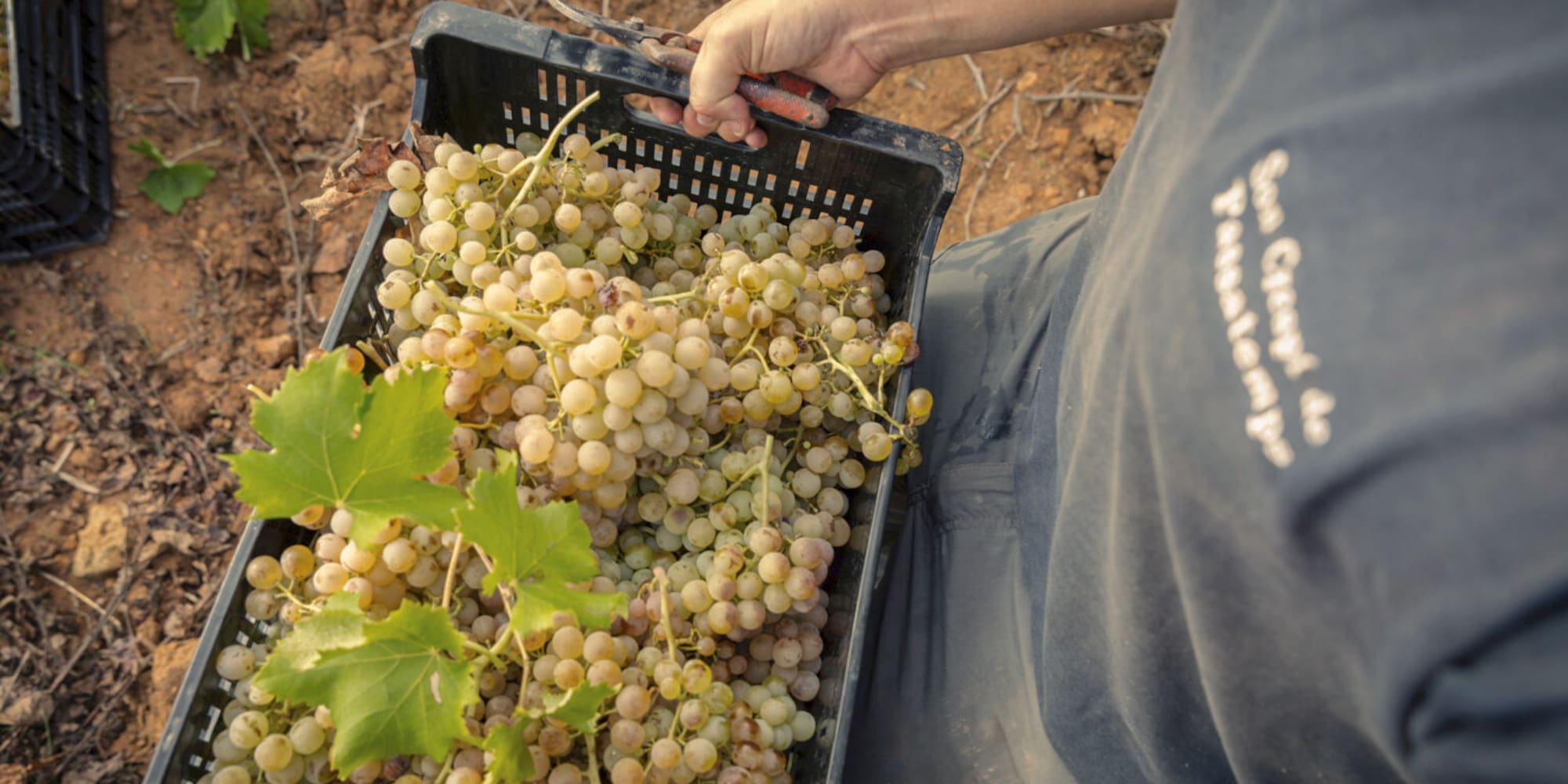 a person holding a basket of grapes