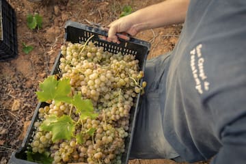 a person holding a basket of grapes