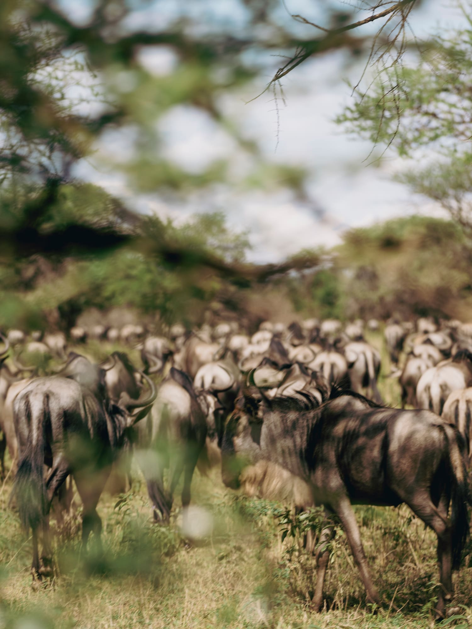 a herd of wildebeest in a grassy field