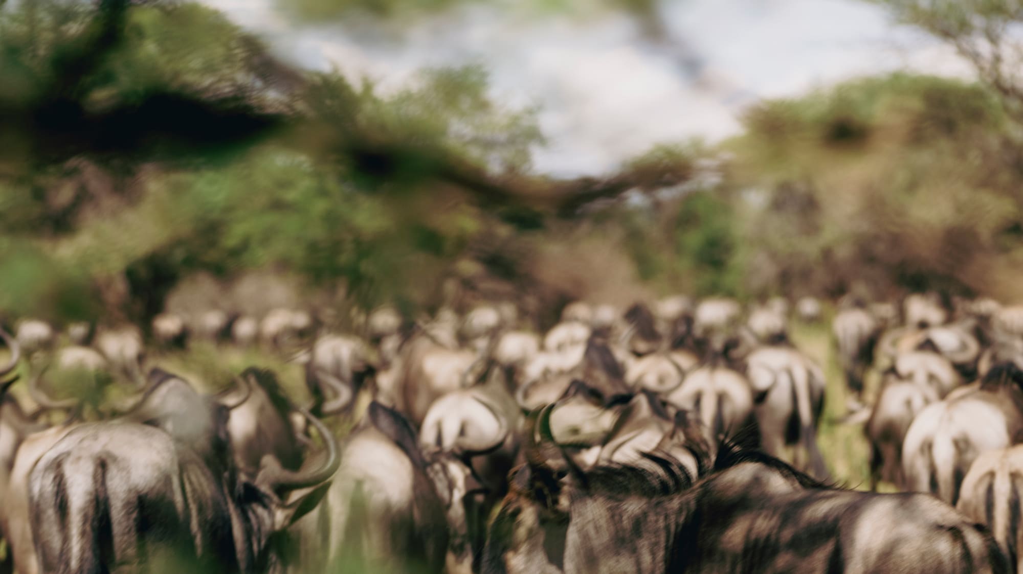 a herd of wildebeest in a grassy field