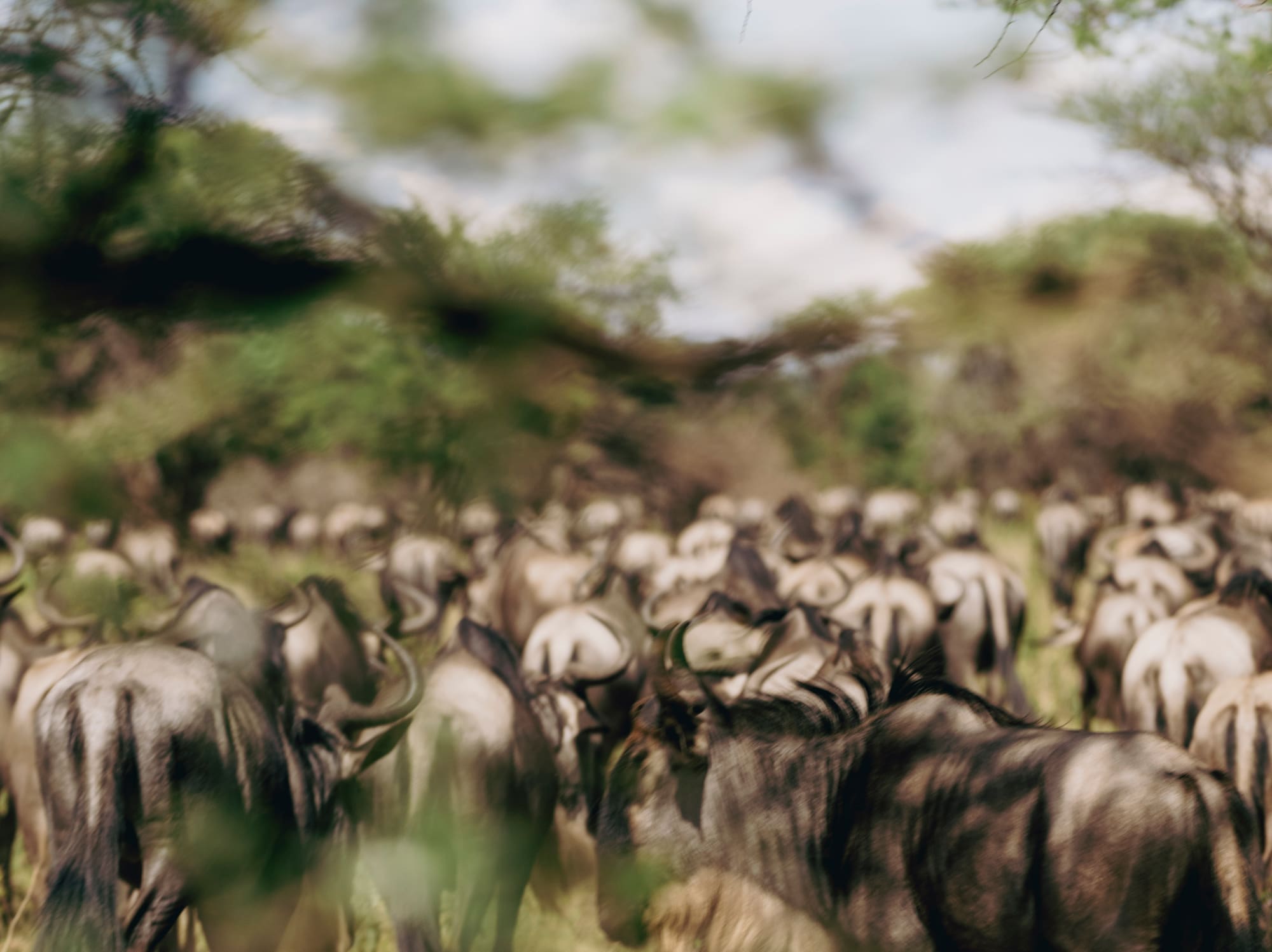 a herd of wildebeest in a grassy field