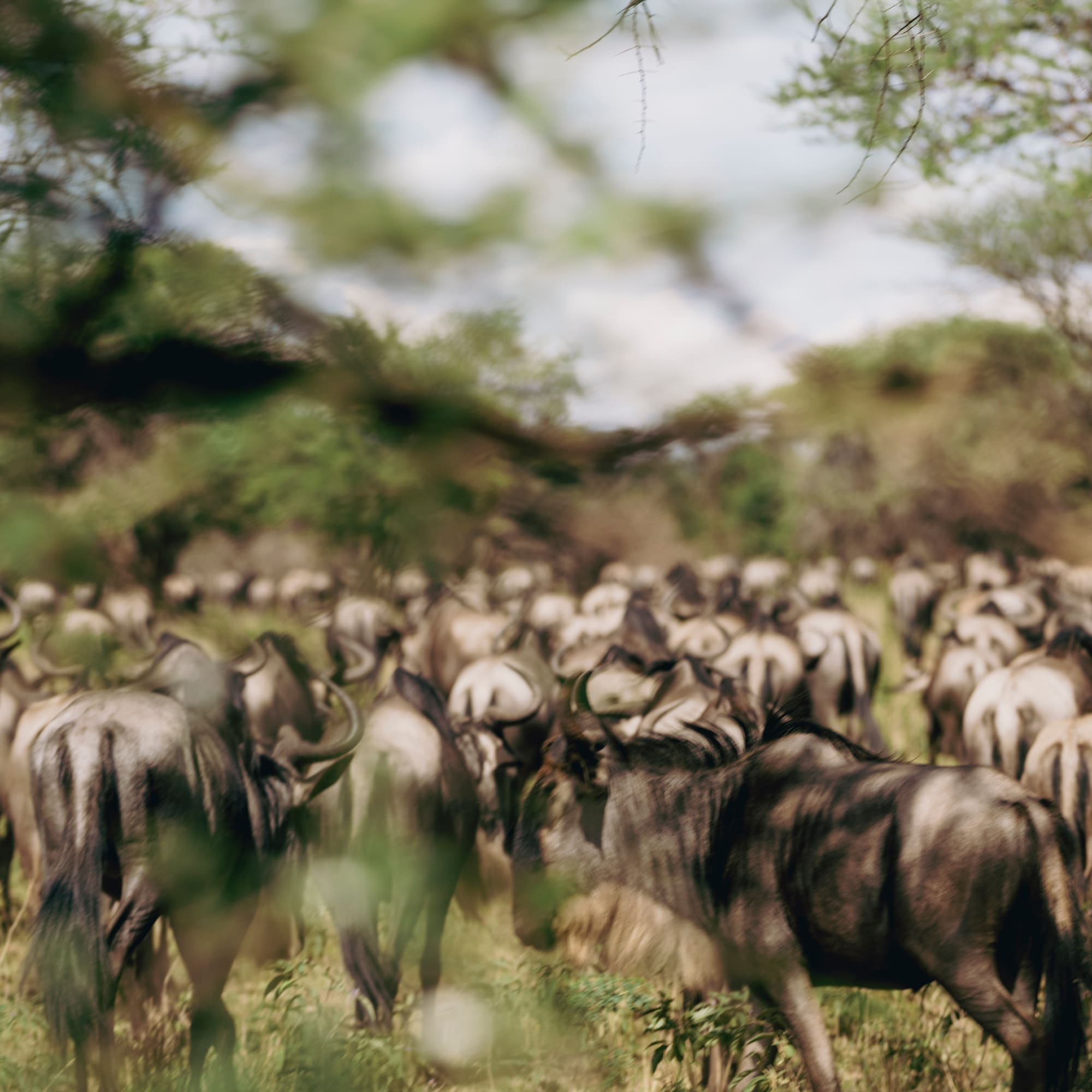 a herd of wildebeest in a grassy field