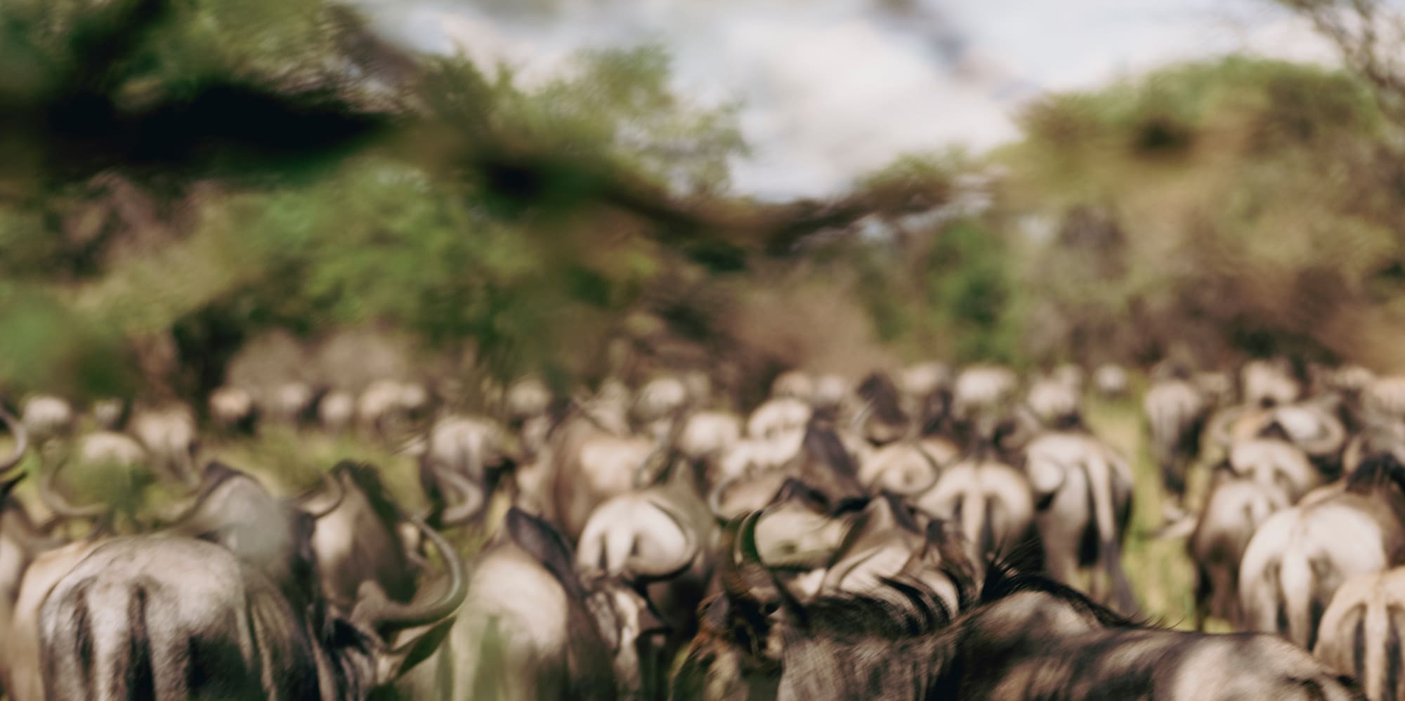 a herd of wildebeest in a grassy field