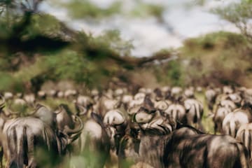 a herd of wildebeest in a grassy field