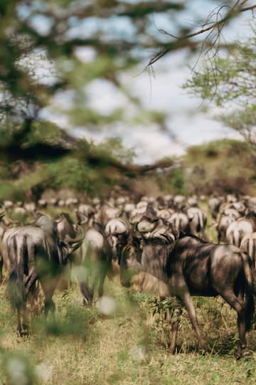 a herd of wildebeest in a grassy field