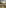 Herd of wildebeest (gnu) migrating across African plains with blurred trees.