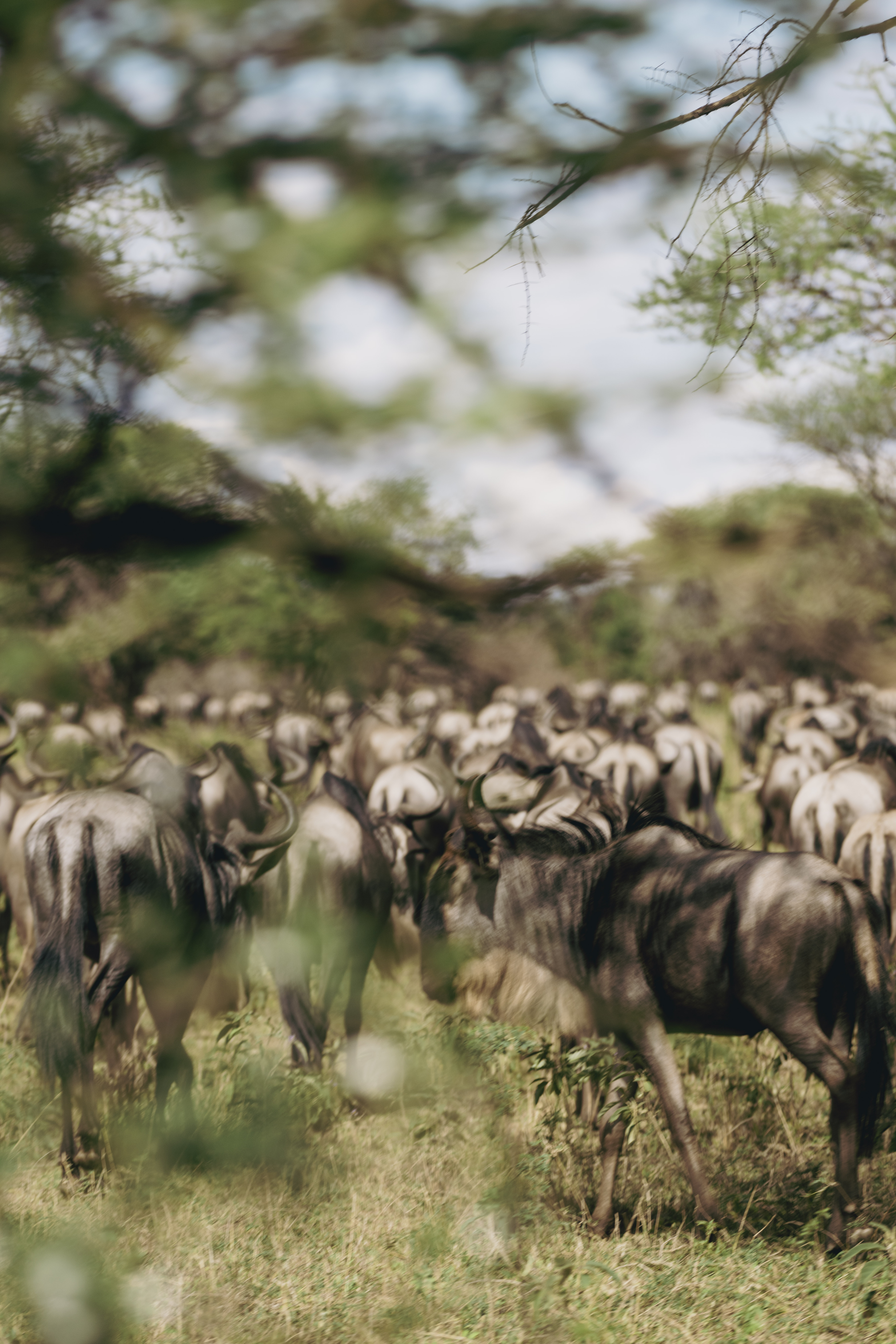 a herd of wildebeest in a grassy field