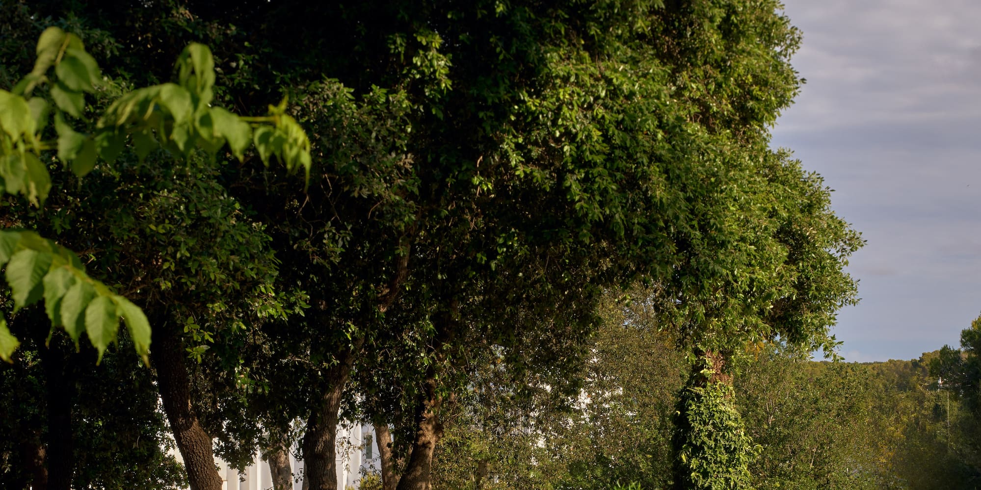 a sign in front of trees