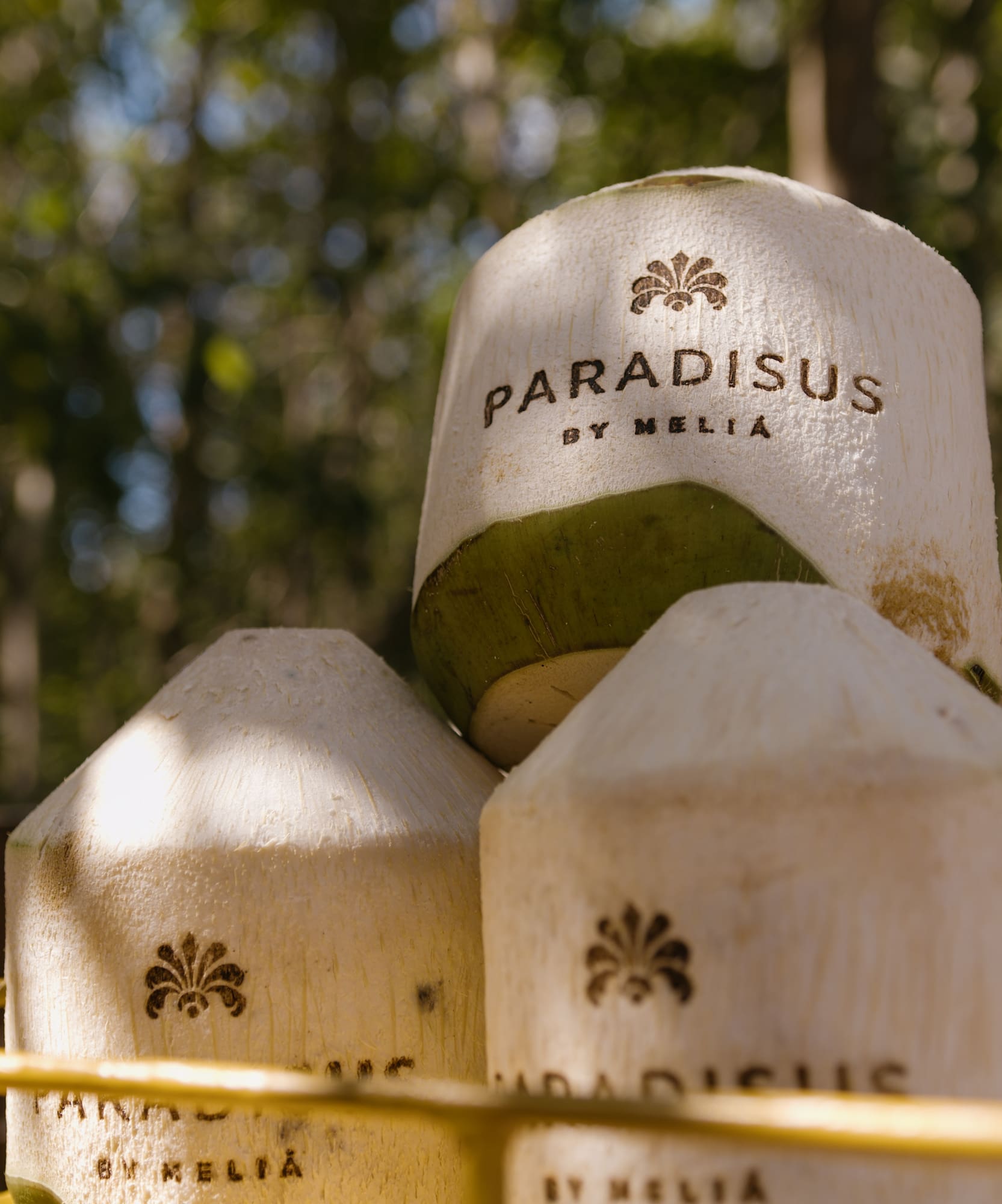 a group of coconuts in a basket