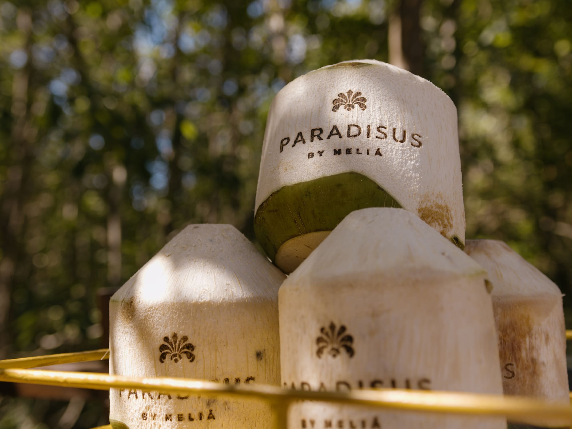a group of coconuts in a basket
