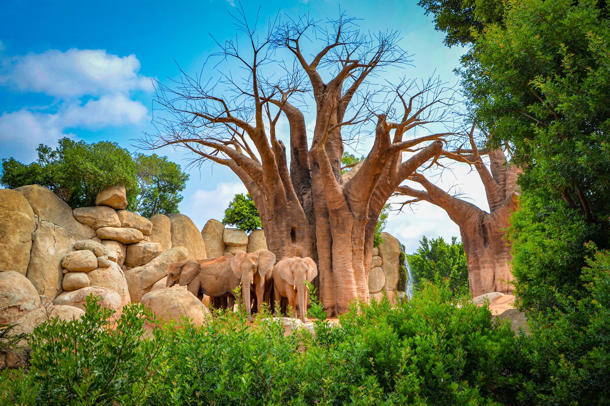 Elefantes bajo baobabs gigantes, rocas y cascada en paisaje natural.